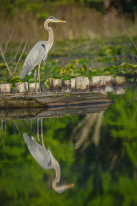 Creek Crossing